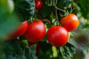 Competencia desleal de los productores de tomate del Sahara: ventajas arancelarias y financiación comunitaria