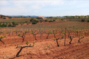 Denuncian discriminación en las ayudas al viñedo en Extremadura