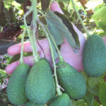 aguacate valenciano