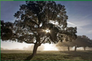 Andalucía pone en marcha una nueva ayuda agroambiental