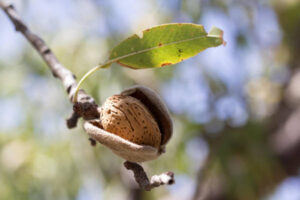 La producción de almendra crecerá un 6,6% impulsada por las nuevas plantaciones