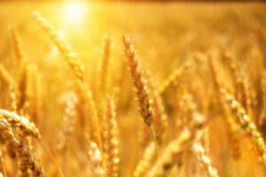 Unión de Uniones reclama más transparencia y adaptación en los seguros agrarios para cultivos herbáceos