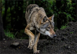 Cantabria: en solo cinco años los ataques de lobo se han multiplicado por 2,5