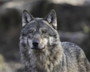 ASAJA Asturias acusa al Principado de ocultar datos sobre las extracciones de lobo