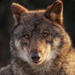 lobo