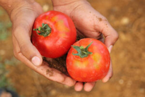 Ayuntamientos almerienses se implican en defender el tomate frente a la competencia de Marruecos