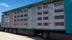 El Consejo de la UE evalúa los avances sobre la nueva normativa de transporte animal