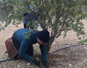 Las plantaciones de trufa negra se duplican en Cataluña en 8 años
