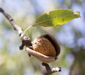 Precios al alza y retos crecientes para el almendro en Aragón