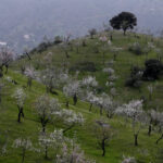 almendros en flor
