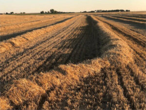 El sector agrario lideró el crecimiento económico en España durante 2024