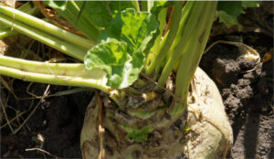 Andalucía abona las ayudas al cultivo sostenible de algodón y remolacha