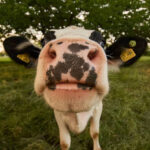 vaca