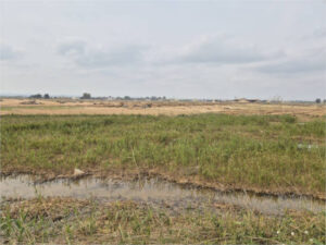 Se aprueba una ayuda directa para compensar daños por la DANA no cubiertos por el seguro agrario