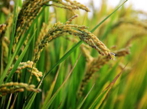 Desarrollan una arroz con edición genética con mejor rendimiento y absorción de fosfato