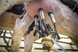 UPA CyL reclama a las industrias lácteas que prorroguen los contratos de recogida de leche