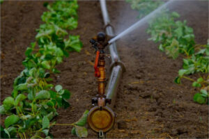 El regadío concentra el 71% del valor de la producción vegetal en España