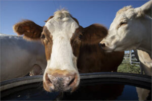 Riesgo “muy improbable” del H5N1 en vacas lecheras en la UE según EFSA