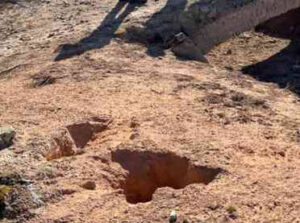 UPA Castilla-La Mancha pide adaptar la PAC ante los daños por sobrepoblación de conejos