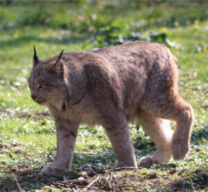 La población de lince ibérico alcanza los 2.401 ejemplares y marca un nuevo récord en la península ibérica