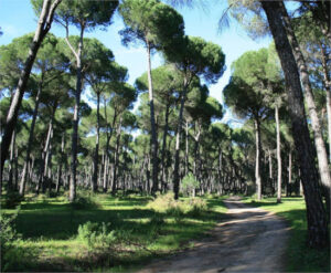 ASAJA rechaza que el sector forestal acceda a los fondos de la PAC en igualdad con agricultura y ganadería