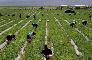 Acuerdo para un protocolo contra el acoso en el futuro convenio estatal agropecuario