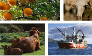 Récord comercial del agro español en 2024: por cada euro exportado se importaron 0,74€