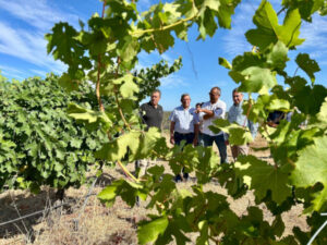 ITACyL impulsa la viticultura heroica en la DO Arribes