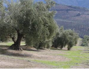 Andalucía mantiene la prohibición de la recolección nocturna en olivares superintensivos