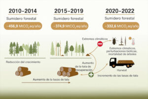 Los bosques europeos cada vez absorben menos carbono ¿por qué?