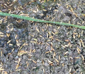 Granizadas dañan más de 2.000 ha de arroz en el Delta del Ebro y afectan también al olivar en el Montsià