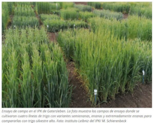 El enanismo extremo en trigo afecta negativamente al gluten y a la calidad panadera