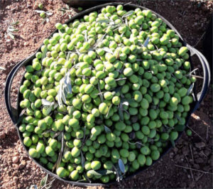 Tierra de Barros afronta una corta campaña de verdeo por calor y falta de lluvias