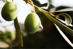 La Unión cuestiona el estudio de costes de producción de la aceituna manzanilla cacereña en Extremadura