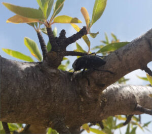 Andalucía publicará medidas fitosanitarias obligatorias contra el gusano cabezudo en almendro