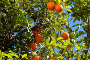 La cosecha de cítricos caerá un 27% en el Ebro por el calor y el envejecimiento de las plantaciones