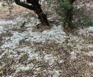 AVA-ASAJA cifra en 9 M€ los daños del pedrisco en olivos y caquis