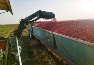 La campaña de tomate de industria en Andalucía se hunde por calor, plagas y precios a la baja
