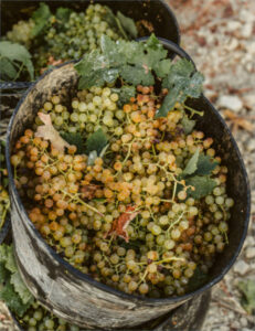 La vendimia 2025 en el Marco de Jerez se cierra con 35 millones de kilos de uva