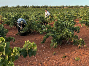 CLYGAL alerta de una caída de hasta el 50% en la producción de uva tinta en Almendralejo