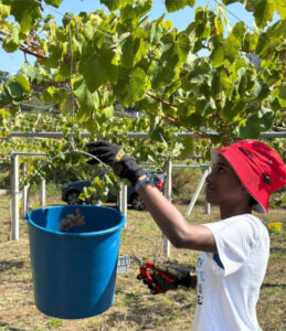Rías Baixas alcanza los 31,4 millones de kilos de uva vendimiados en 2025
