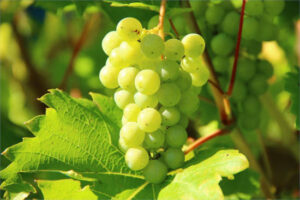 UPA Andalucía pide revisar los precios del seguro agrario para la uva de vinificación