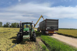 La cosecha de arroz en Cataluña aumentaría un 4,4% a pesar de los aguaceros
