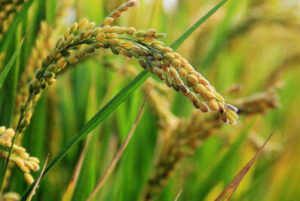 El 96% de los arroceros valencianos considera muy importante que el etiquetado de arroz indique el país de cultivo