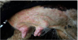 Cantabria y Galicia refuerzan las restricciones ganaderas para evitar la entrada de la Dermatosis Nodular Contagiosa