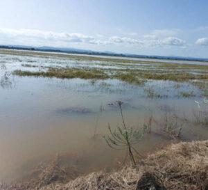 La DANA Alice deja 2M€ de perdidas en arrozales valencianos