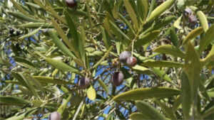 La sequía reduce de forma notable la próxima campaña de aceituna en Extremadura