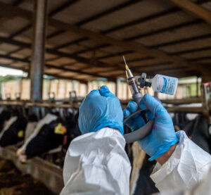 Cataluña presenta a la Comisión Europea su Plan vacunal contra la dermatosis nodular contagiosa