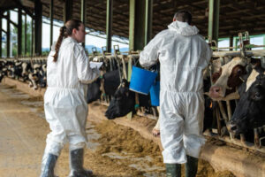 Cataluña y Aragón refuerzan su respuesta frente a la dermatosis nodular bovina con ayudas e intensificación de la vacunación