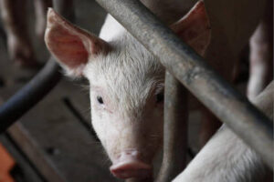 El Supremo anula la ampliación obligatoria del espacio por cerdo en las granjas españolas